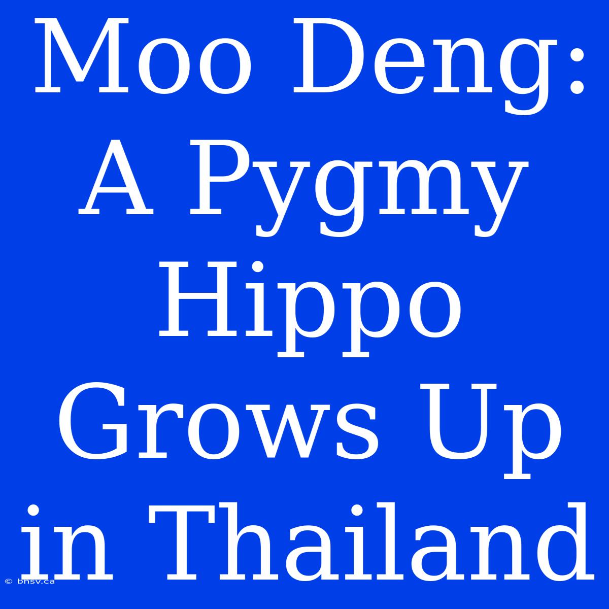 Moo Deng: A Pygmy Hippo Grows Up In Thailand