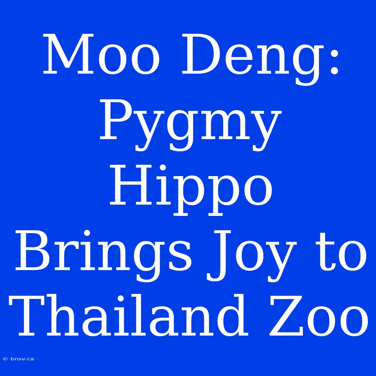 Moo Deng: Pygmy Hippo Brings Joy To Thailand Zoo