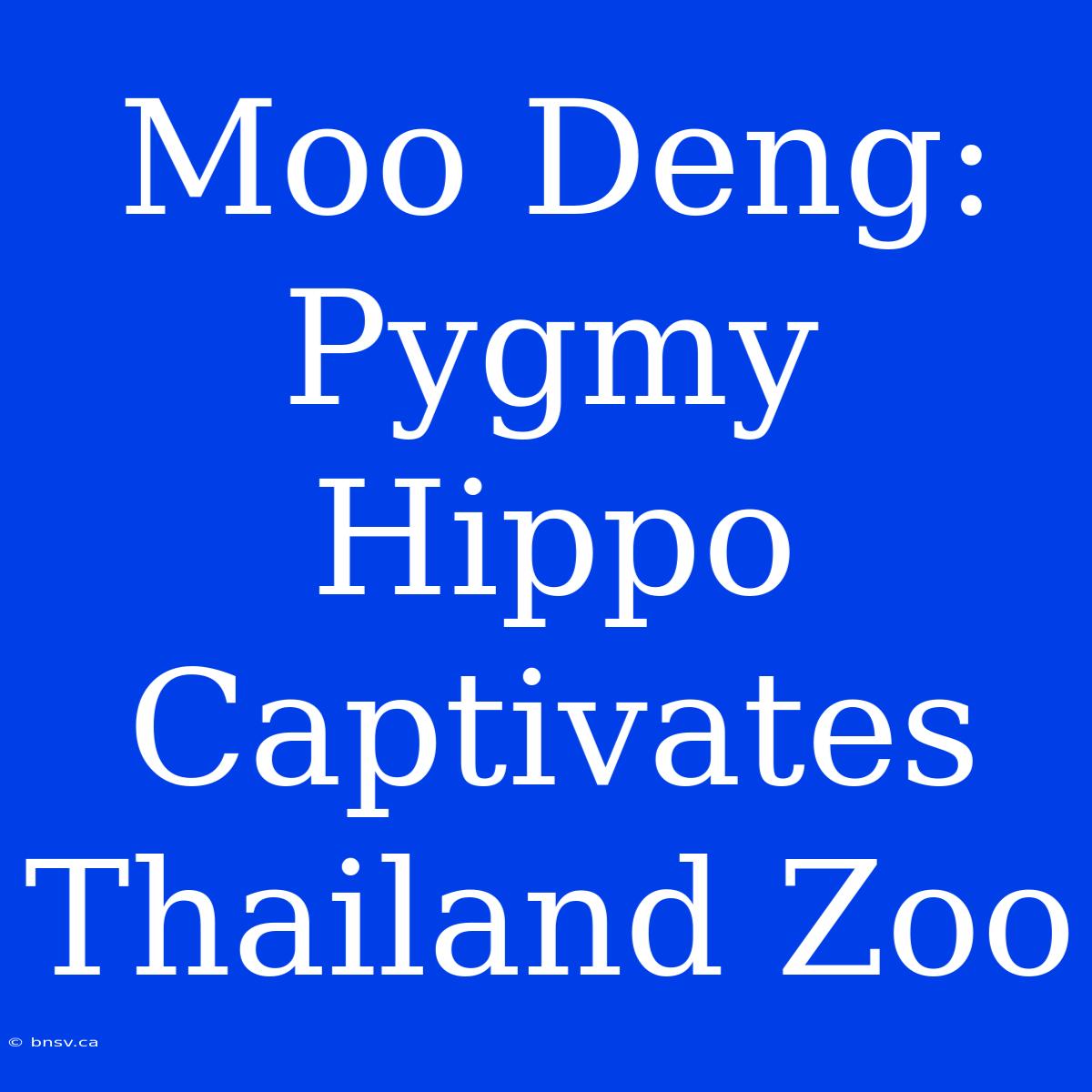 Moo Deng: Pygmy Hippo Captivates Thailand Zoo