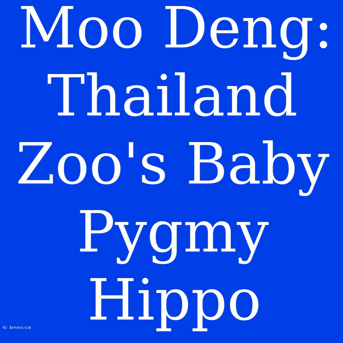 Moo Deng: Thailand Zoo's Baby Pygmy Hippo