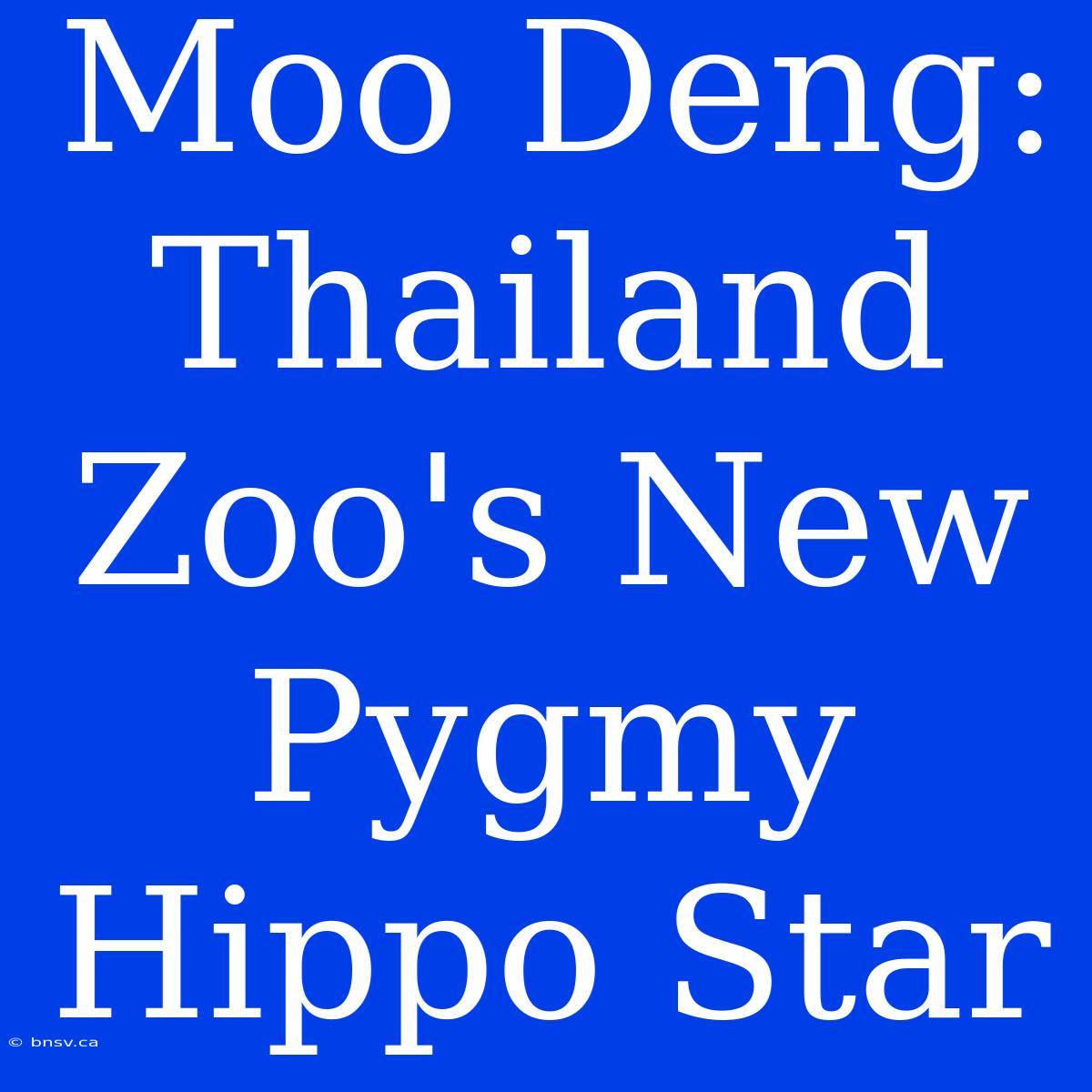 Moo Deng: Thailand Zoo's New Pygmy Hippo Star