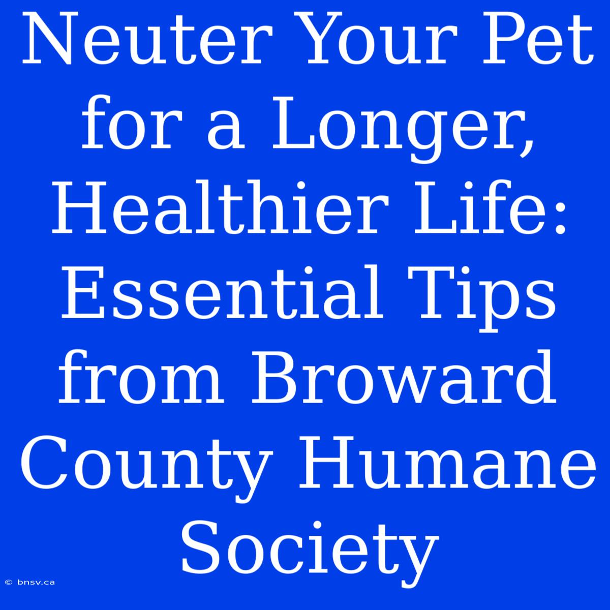 Neuter Your Pet For A Longer, Healthier Life: Essential Tips From Broward County Humane Society