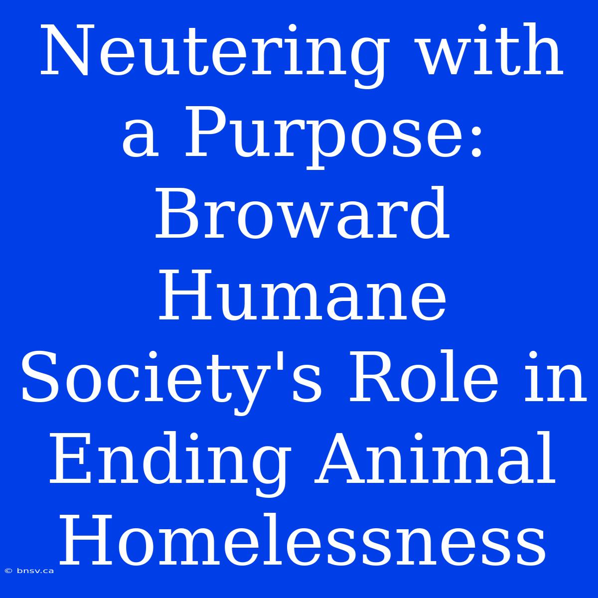 Neutering With A Purpose: Broward Humane Society's Role In Ending Animal Homelessness