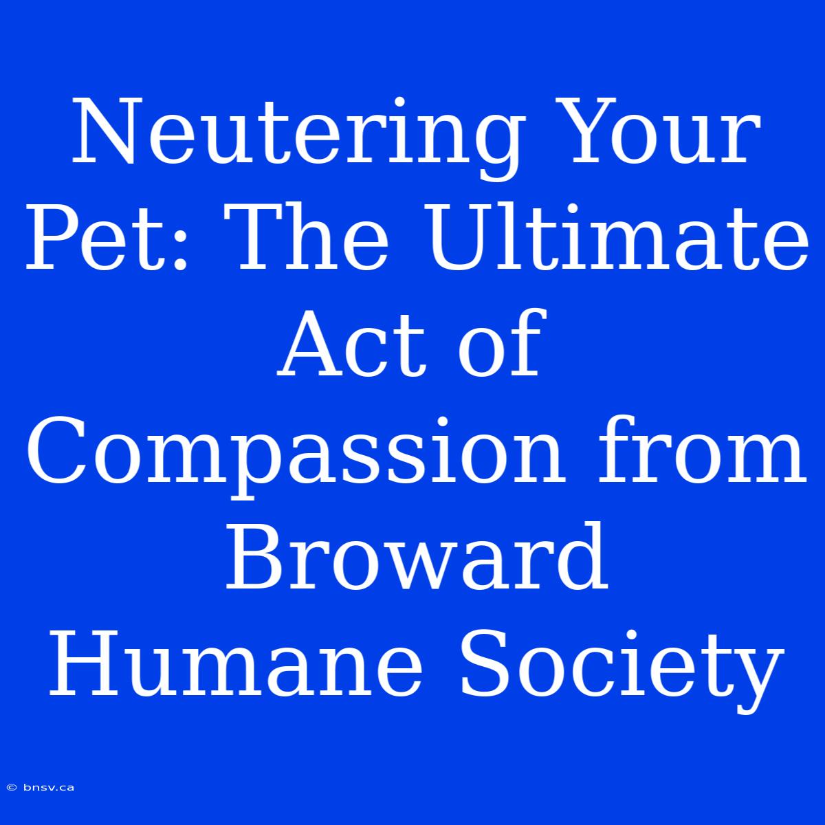 Neutering Your Pet: The Ultimate Act Of Compassion From Broward Humane Society