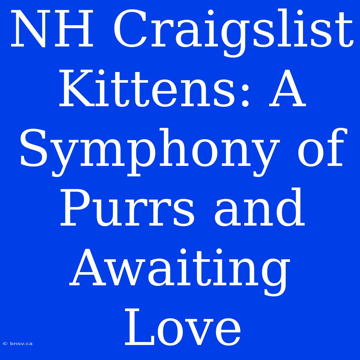 NH Craigslist Kittens: A Symphony Of Purrs And Awaiting Love