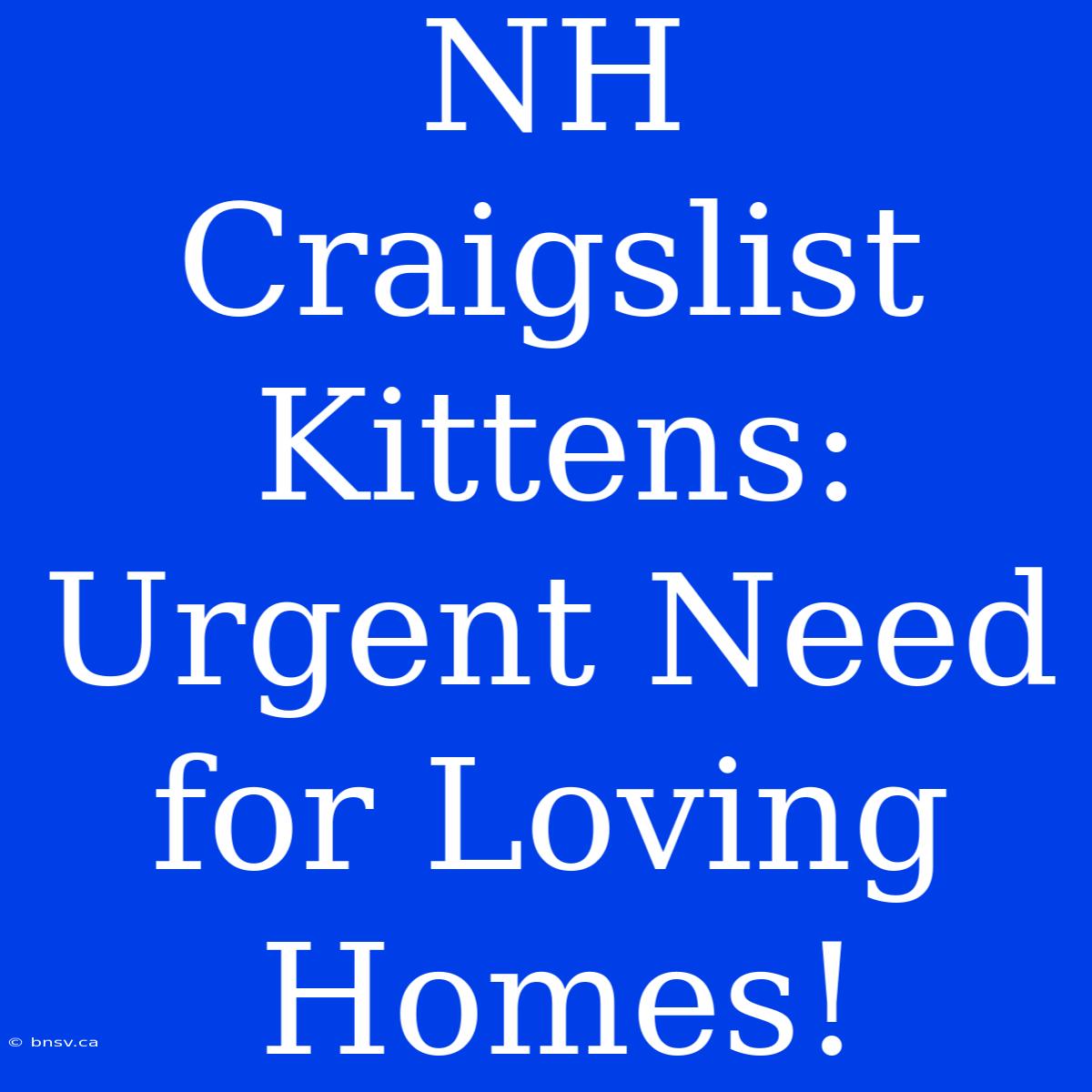 NH Craigslist Kittens: Urgent Need For Loving Homes!