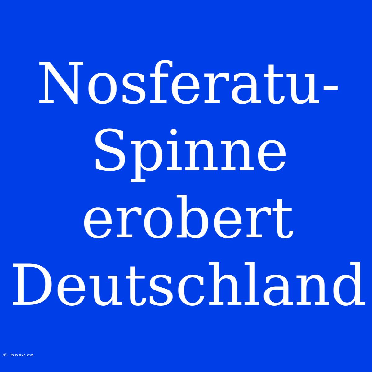 Nosferatu-Spinne Erobert Deutschland