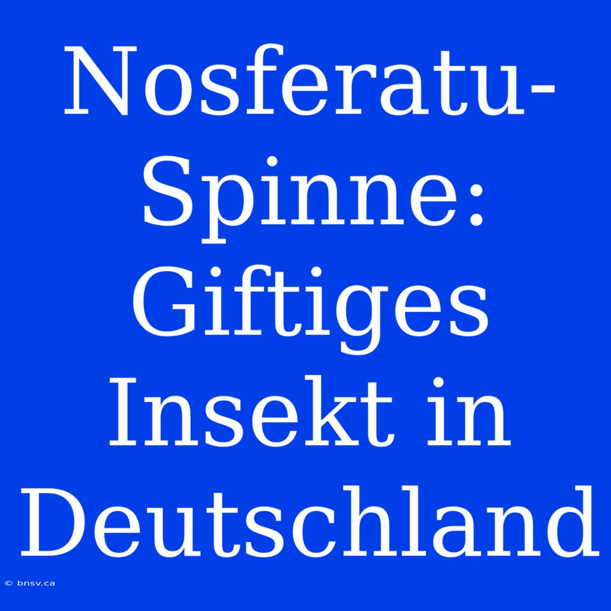 Nosferatu-Spinne: Giftiges Insekt In Deutschland