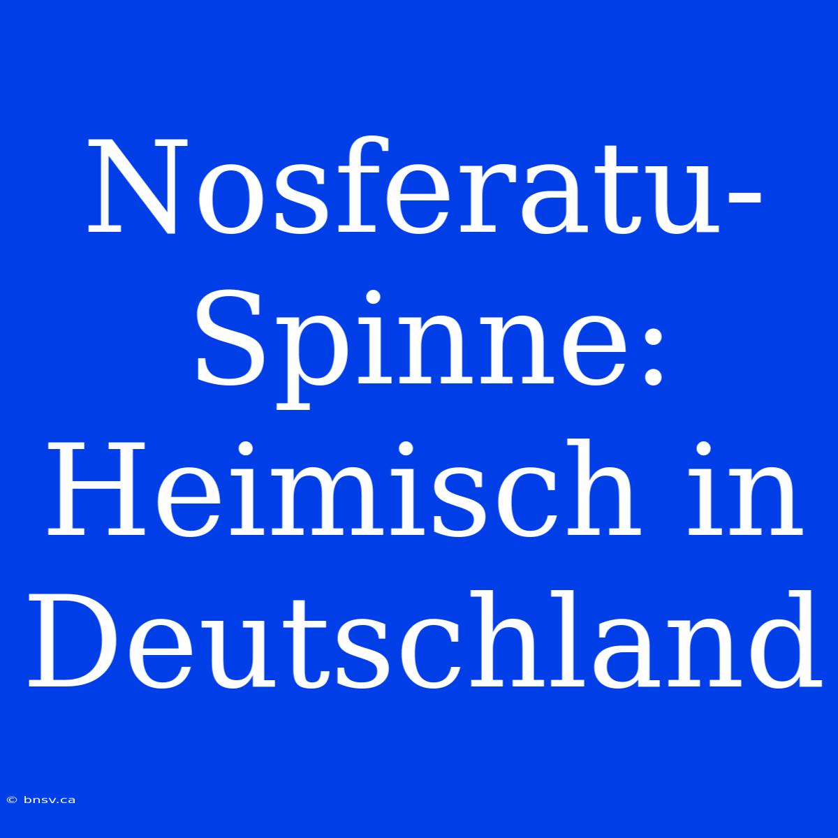 Nosferatu-Spinne: Heimisch In Deutschland