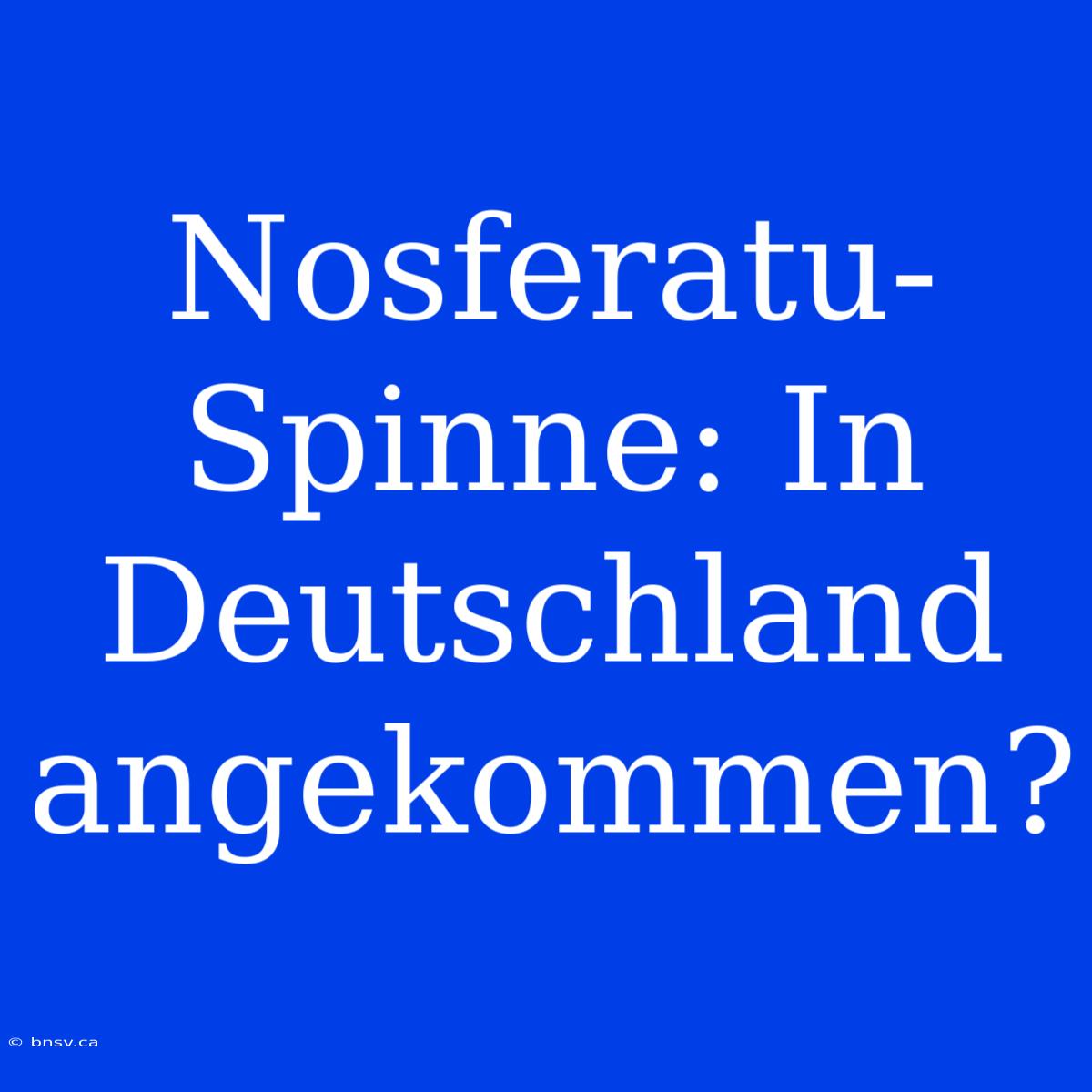 Nosferatu-Spinne: In Deutschland Angekommen?