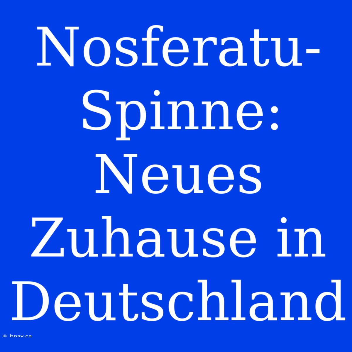 Nosferatu-Spinne: Neues Zuhause In Deutschland