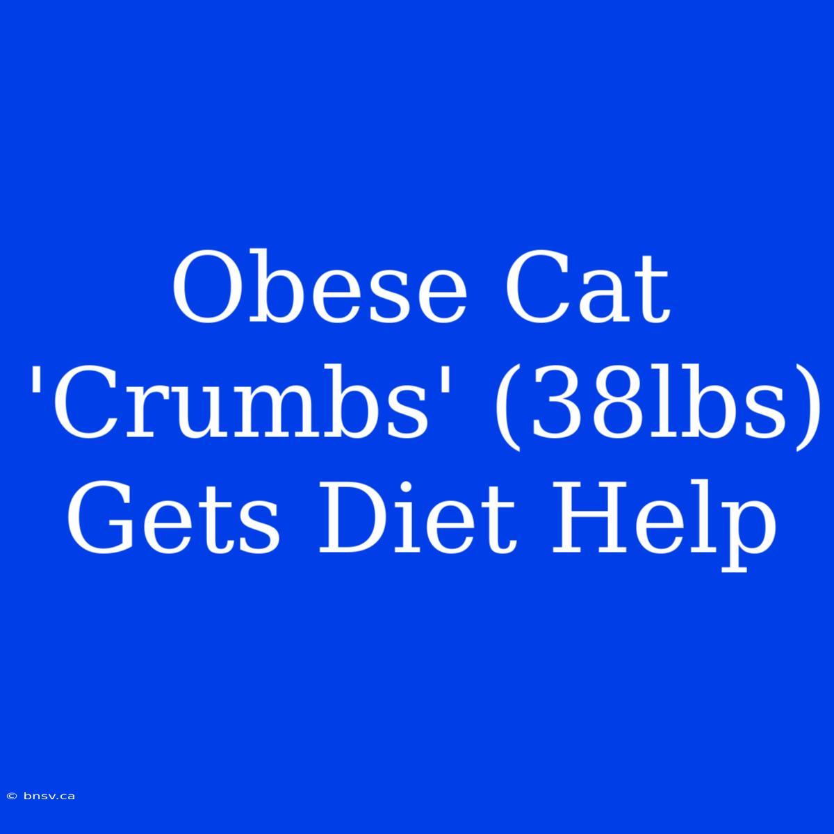 Obese Cat 'Crumbs' (38lbs) Gets Diet Help