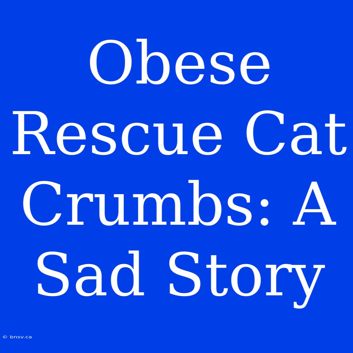 Obese Rescue Cat Crumbs: A Sad Story