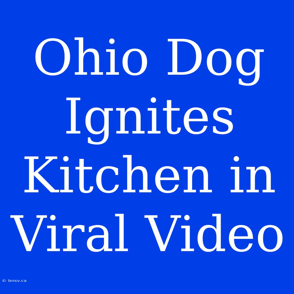 Ohio Dog Ignites Kitchen In Viral Video