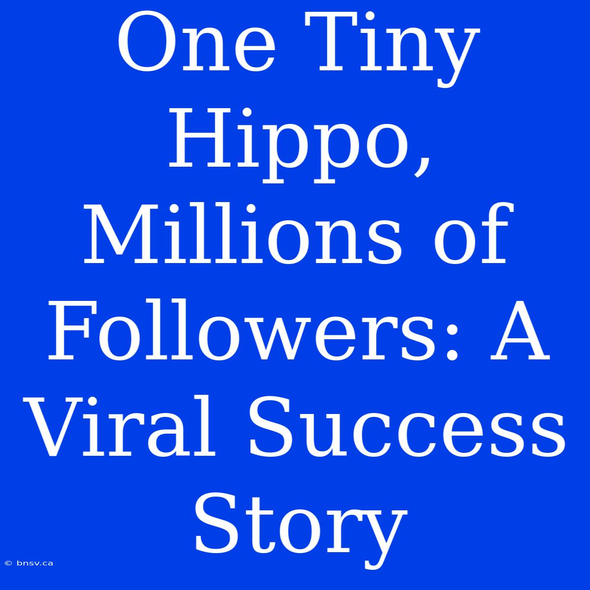 One Tiny Hippo, Millions Of Followers: A Viral Success Story