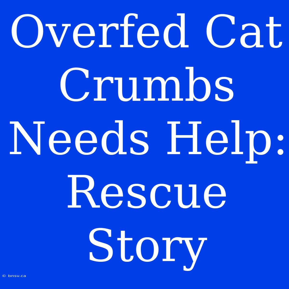 Overfed Cat Crumbs Needs Help: Rescue Story