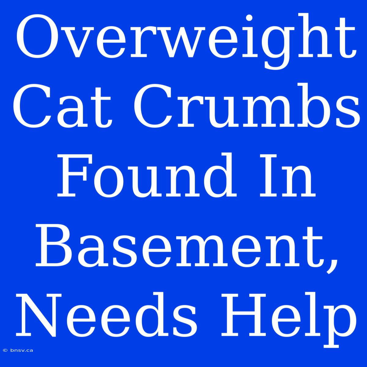 Overweight Cat Crumbs Found In Basement, Needs Help