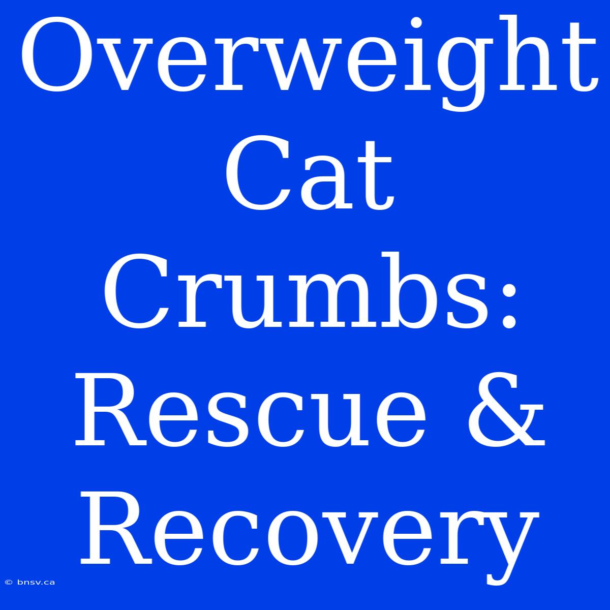 Overweight Cat Crumbs: Rescue & Recovery