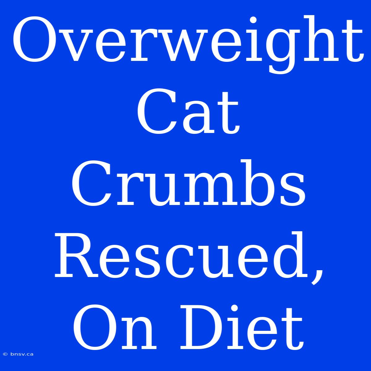 Overweight Cat Crumbs Rescued, On Diet