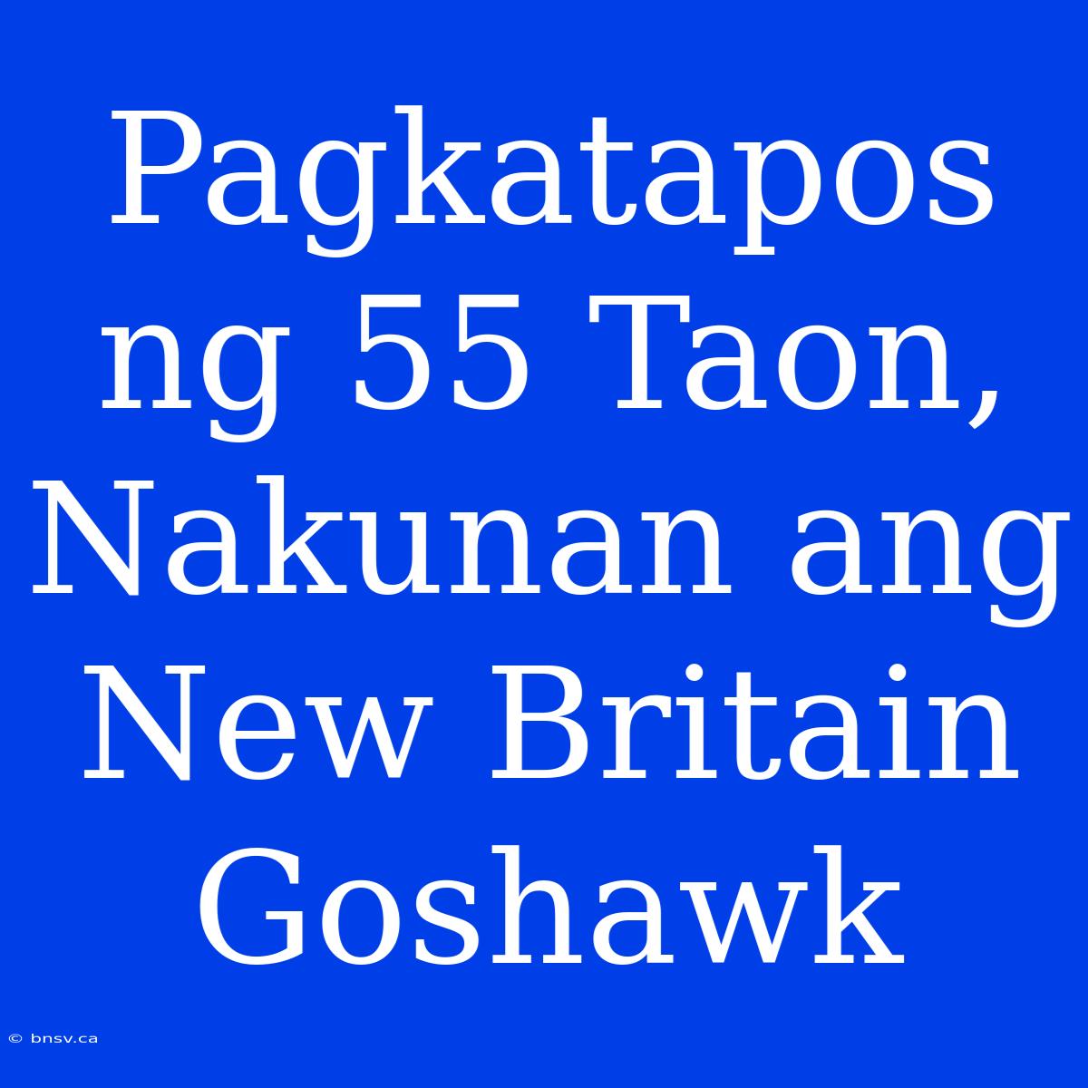 Pagkatapos Ng 55 Taon, Nakunan Ang New Britain Goshawk