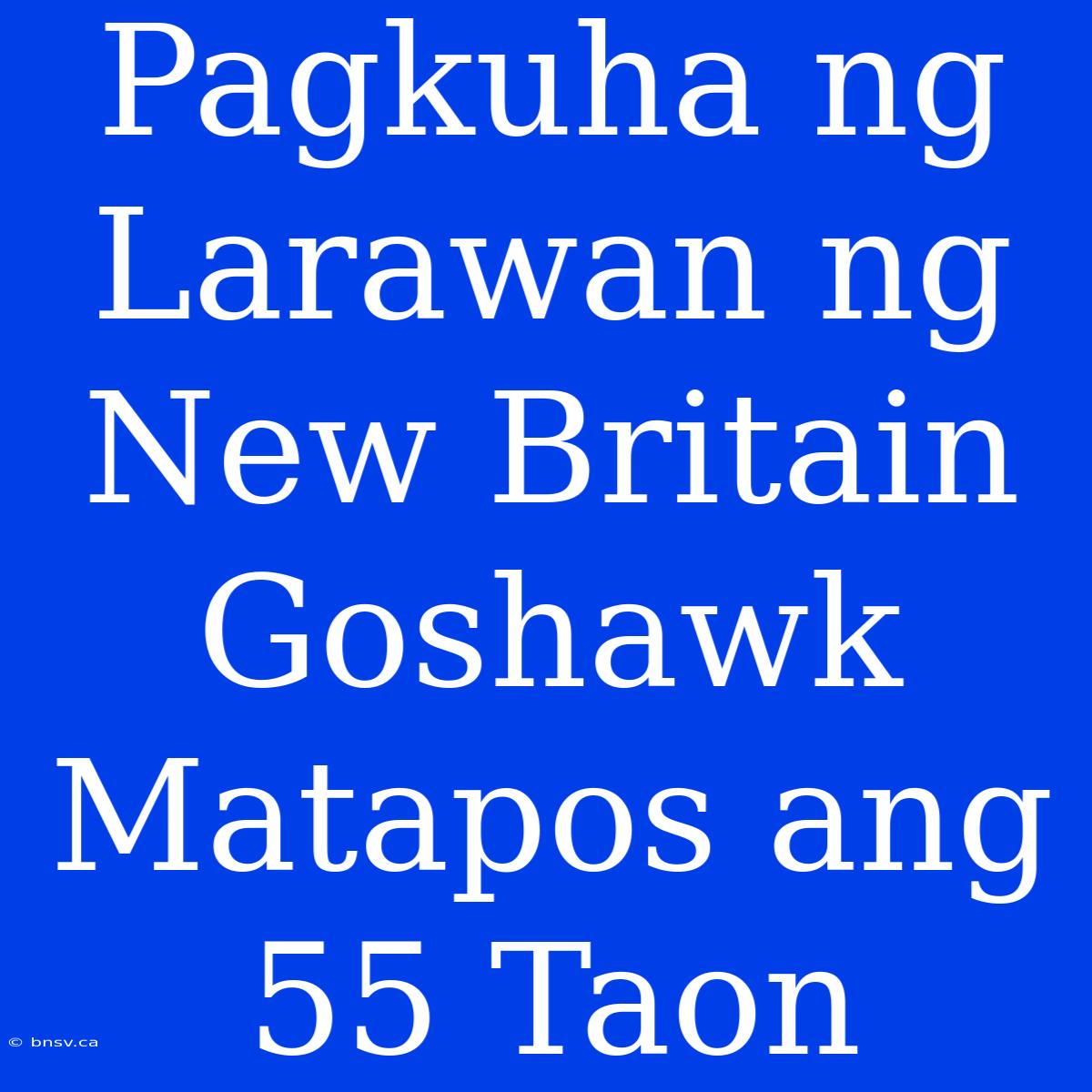 Pagkuha Ng Larawan Ng New Britain Goshawk Matapos Ang 55 Taon