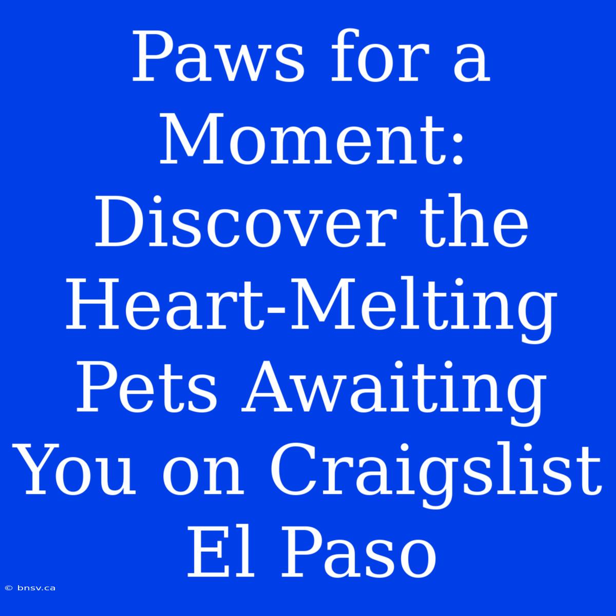 Paws For A Moment: Discover The Heart-Melting Pets Awaiting You On Craigslist El Paso