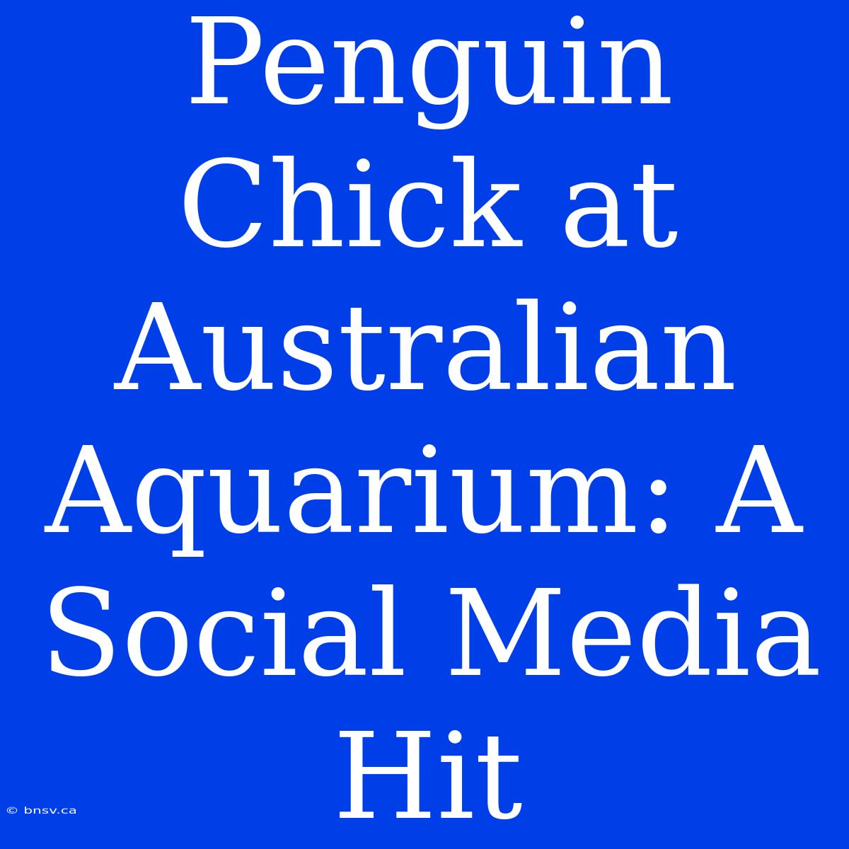 Penguin Chick At Australian Aquarium: A Social Media Hit