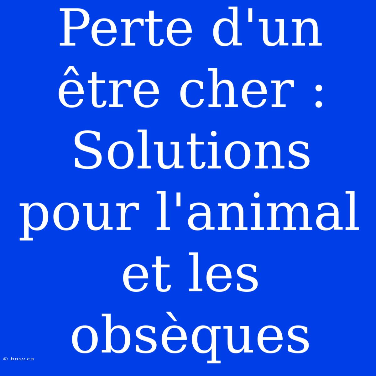 Perte D'un Être Cher : Solutions Pour L'animal Et Les Obsèques