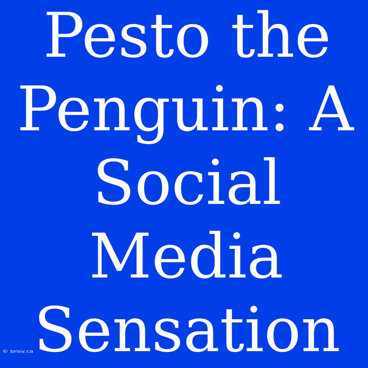 Pesto The Penguin: A Social Media Sensation