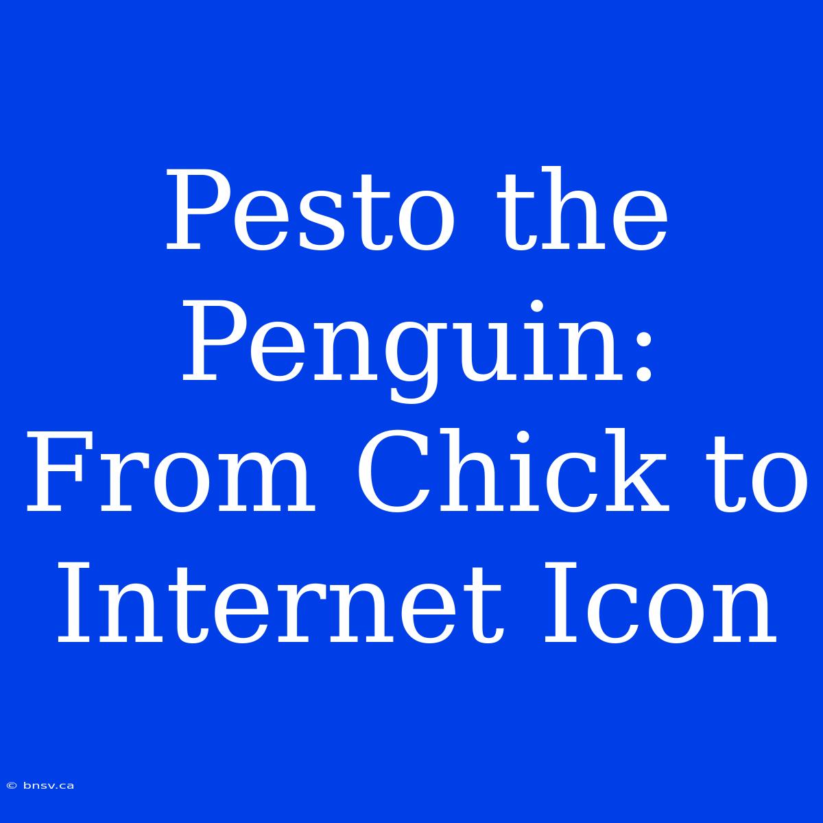 Pesto The Penguin: From Chick To Internet Icon