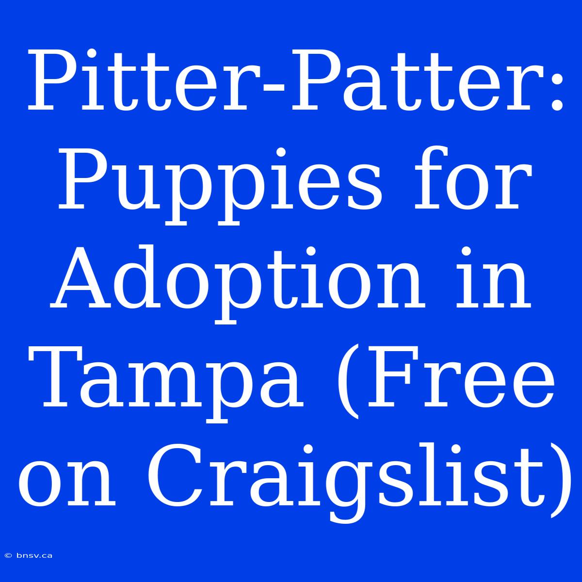 Pitter-Patter: Puppies For Adoption In Tampa (Free On Craigslist)