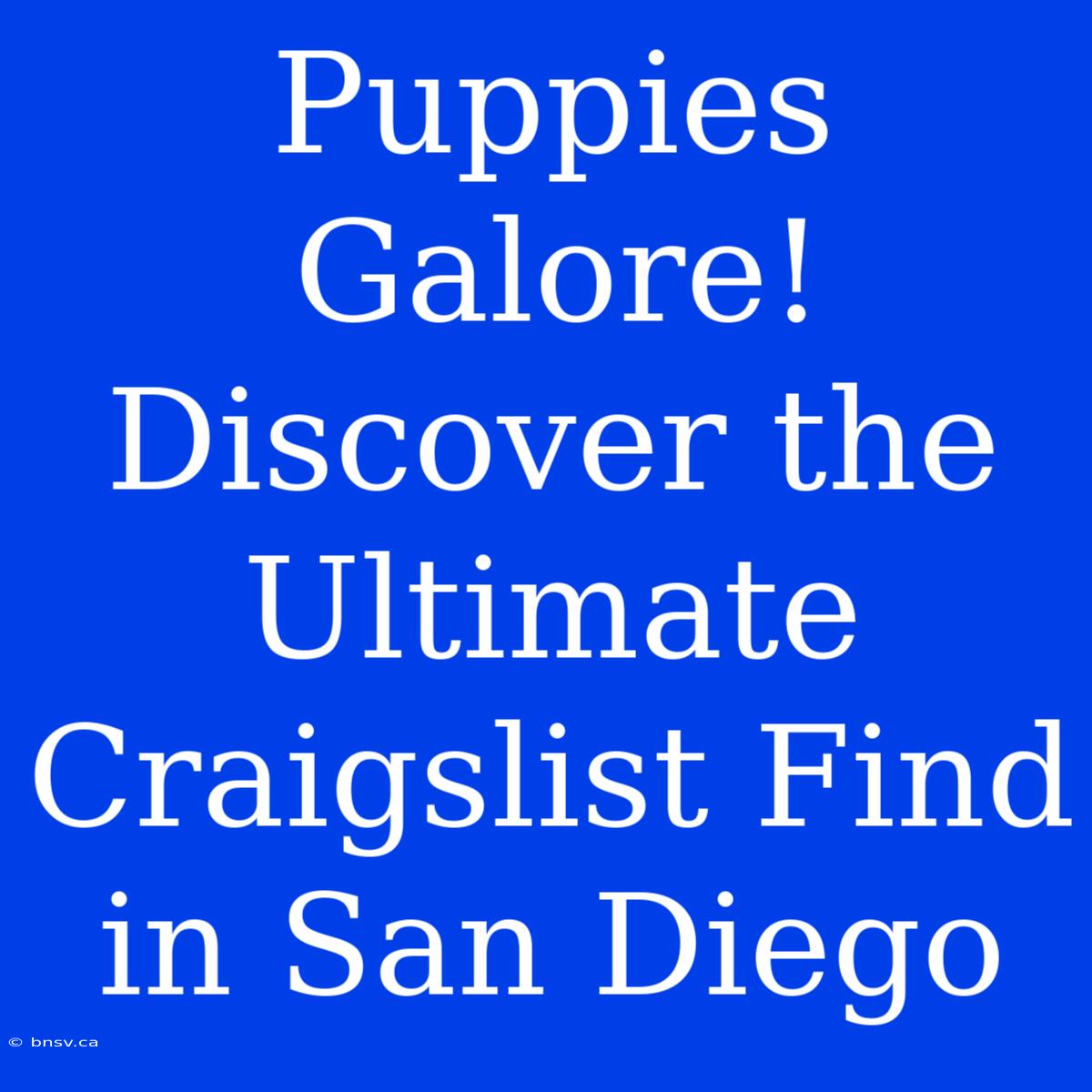 Puppies Galore! Discover The Ultimate Craigslist Find In San Diego