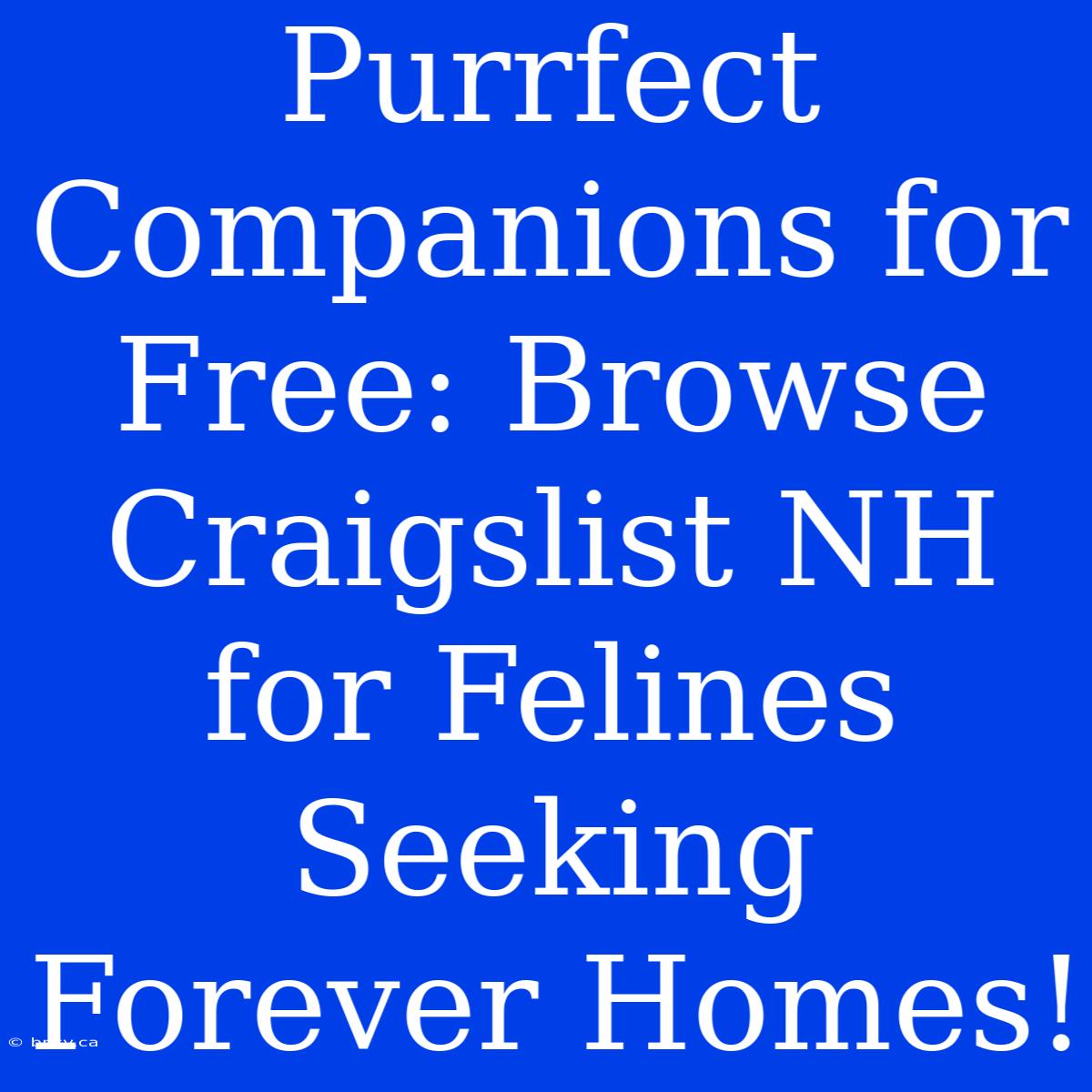 Purrfect Companions For Free: Browse Craigslist NH For Felines Seeking Forever Homes!