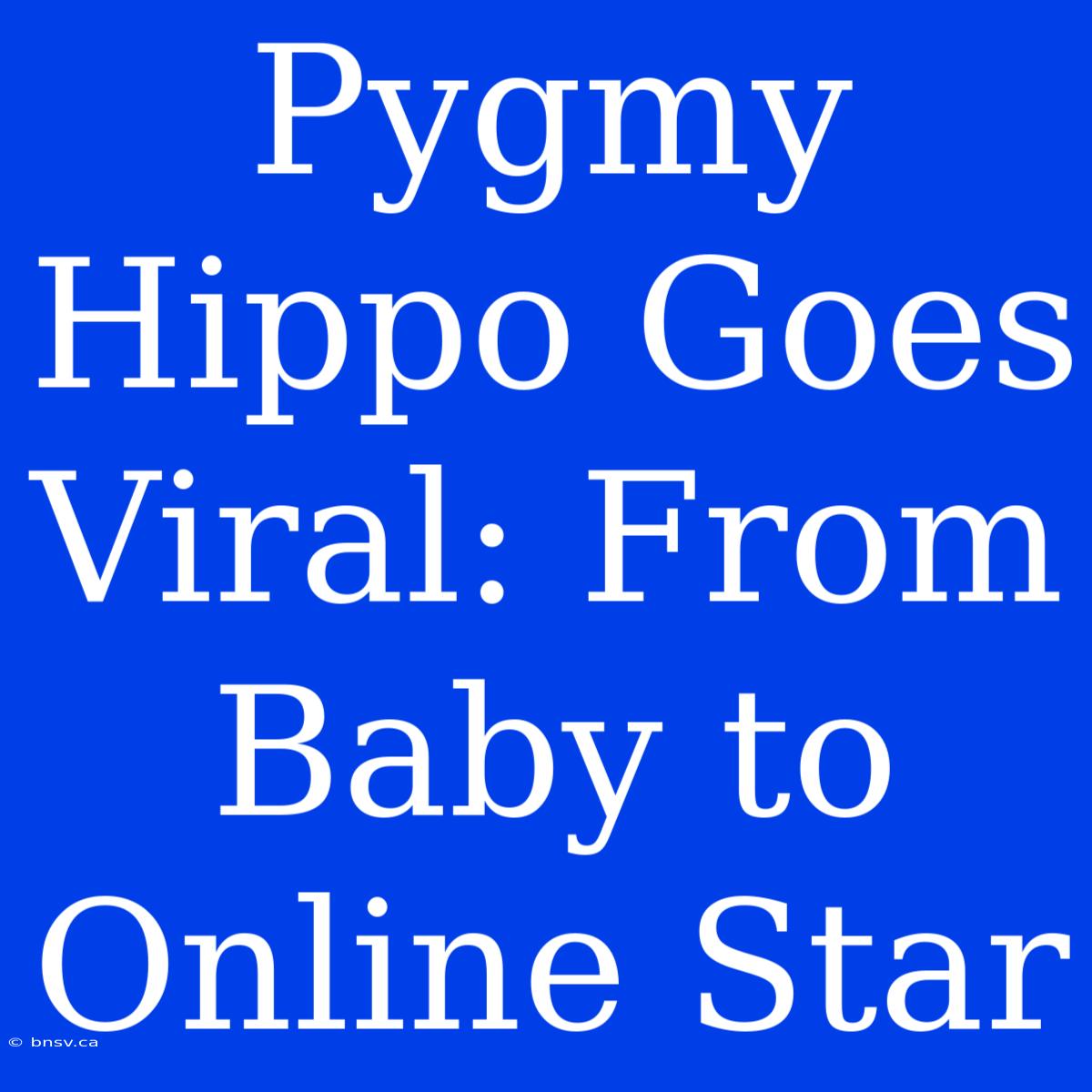 Pygmy Hippo Goes Viral: From Baby To Online Star