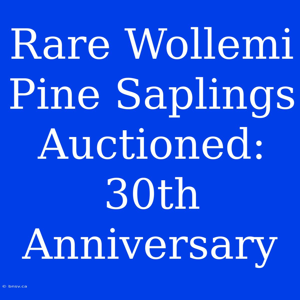 Rare Wollemi Pine Saplings Auctioned: 30th Anniversary