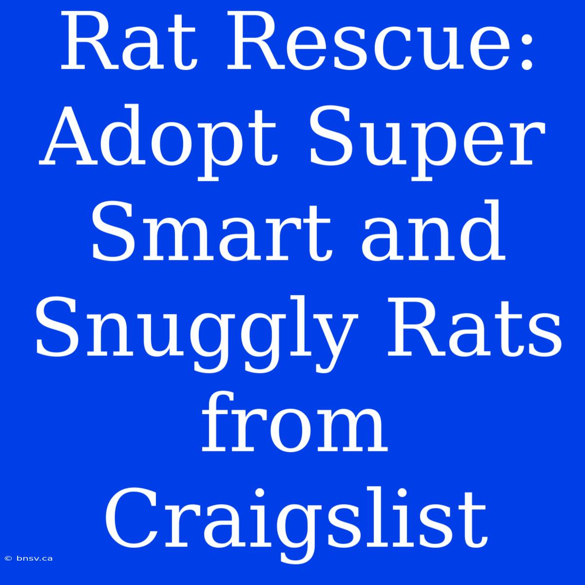 Rat Rescue: Adopt Super Smart And Snuggly Rats From Craigslist