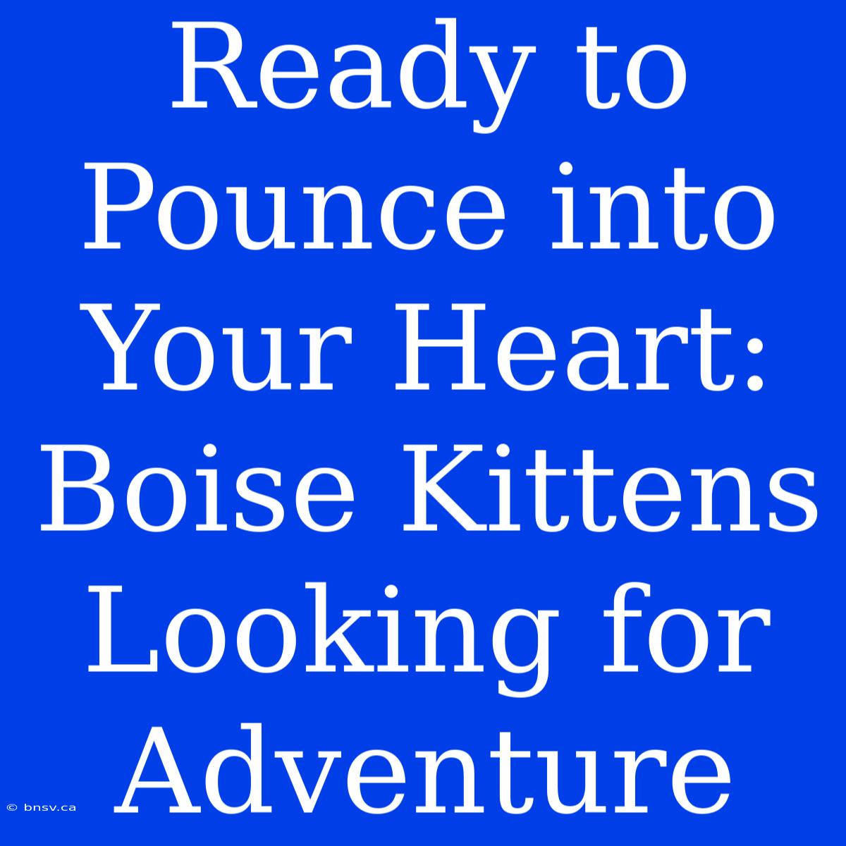 Ready To Pounce Into Your Heart: Boise Kittens Looking For Adventure