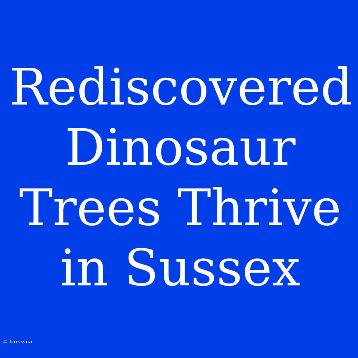 Rediscovered Dinosaur Trees Thrive In Sussex