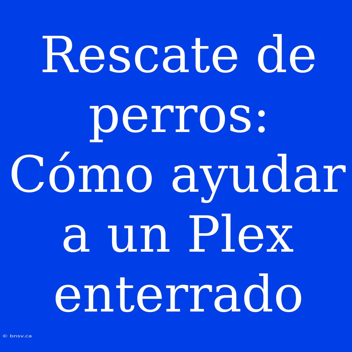 Rescate De Perros: Cómo Ayudar A Un Plex Enterrado