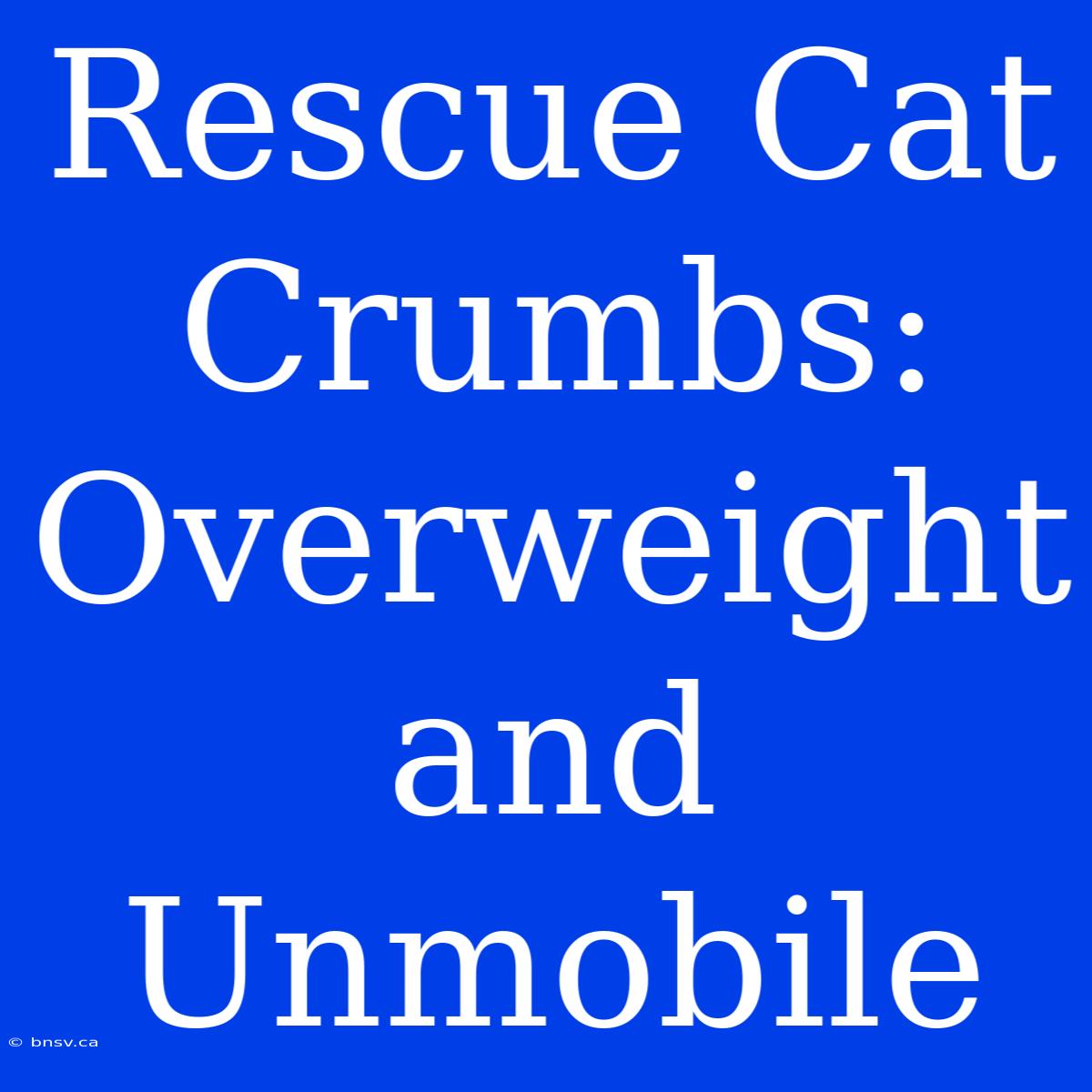 Rescue Cat Crumbs: Overweight And Unmobile