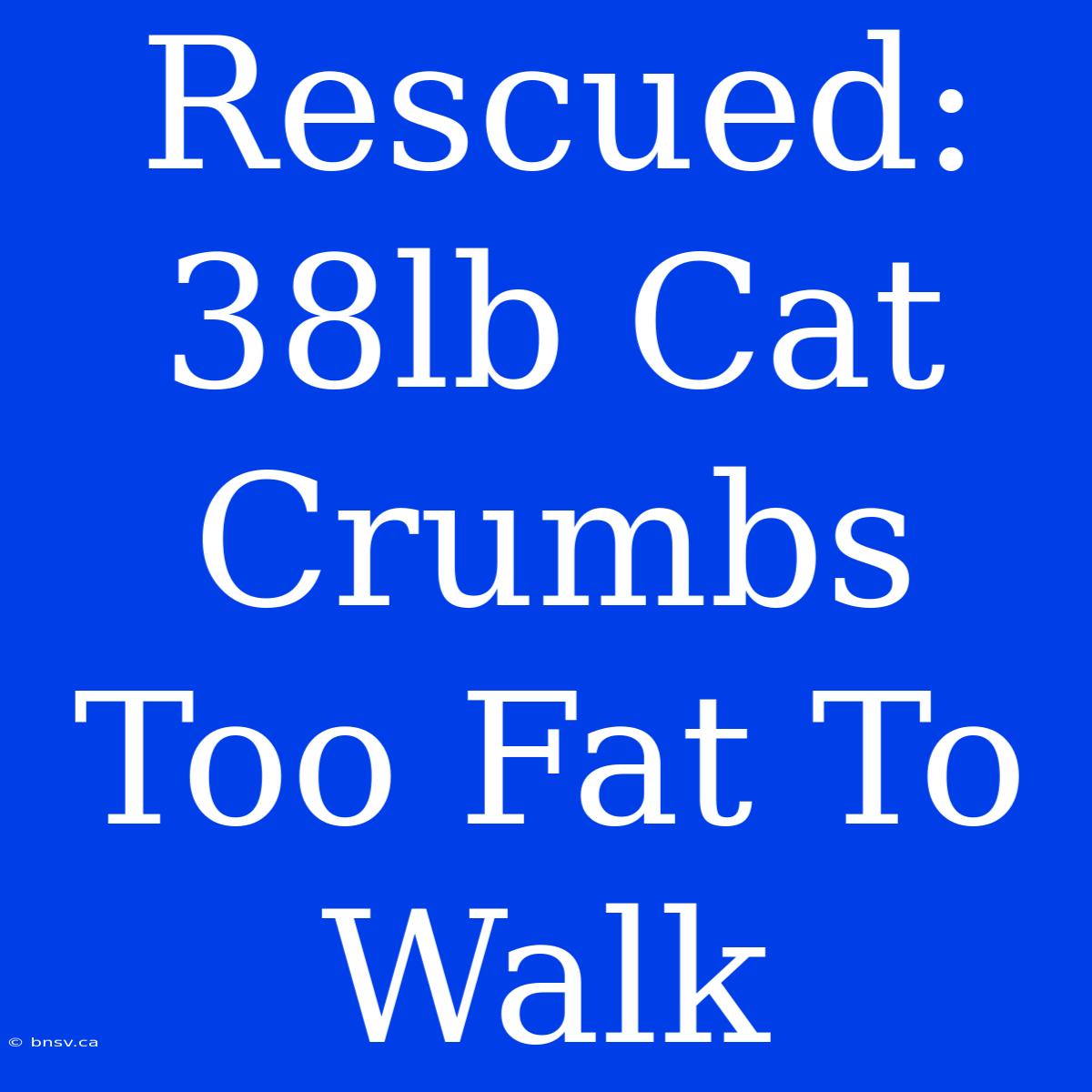 Rescued: 38lb Cat Crumbs Too Fat To Walk