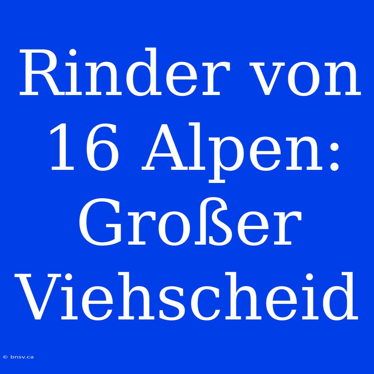 Rinder Von 16 Alpen: Großer Viehscheid