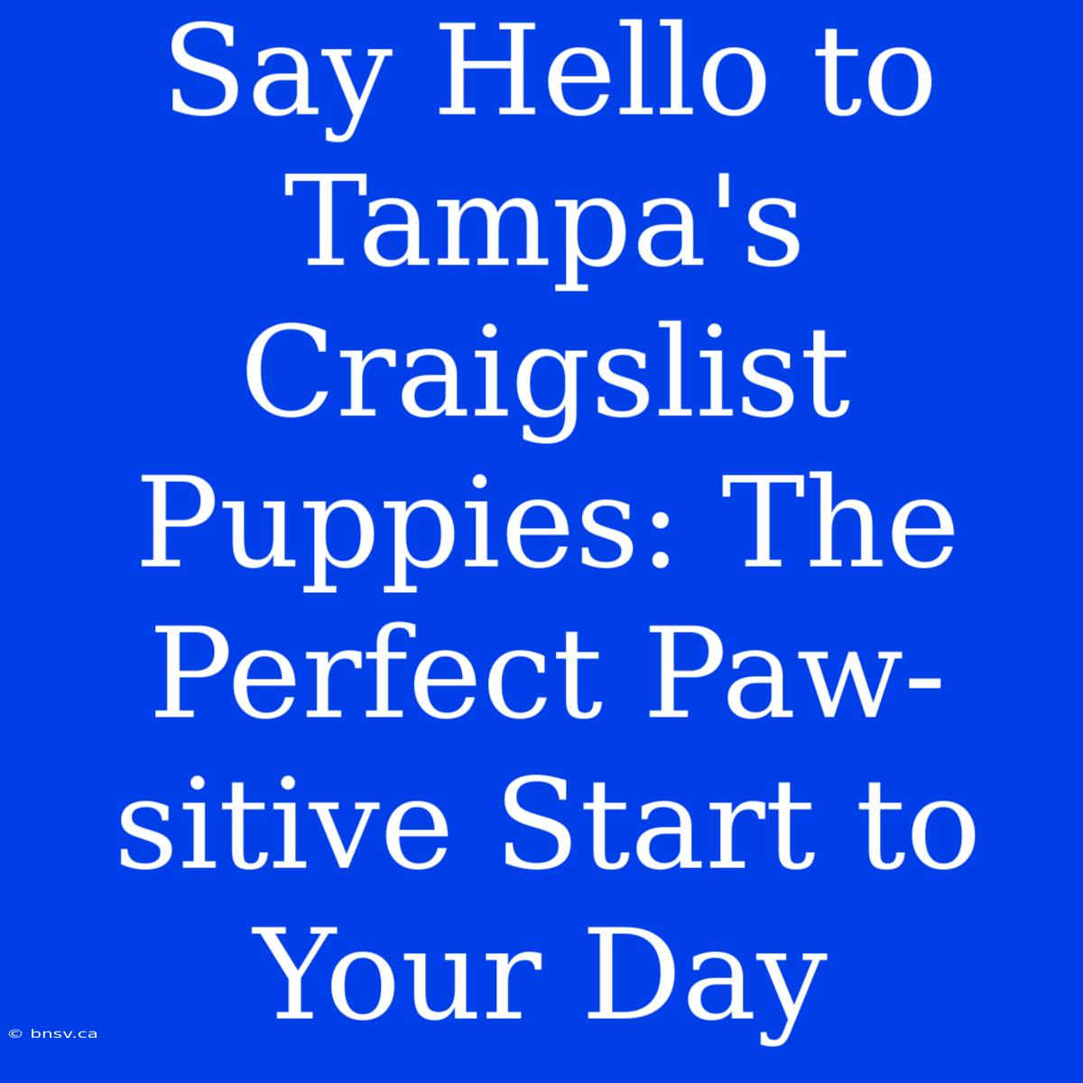 Say Hello To Tampa's Craigslist Puppies: The Perfect Paw-sitive Start To Your Day