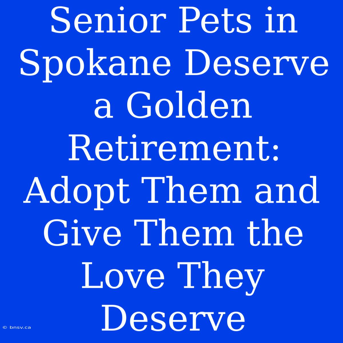 Senior Pets In Spokane Deserve A Golden Retirement: Adopt Them And Give Them The Love They Deserve