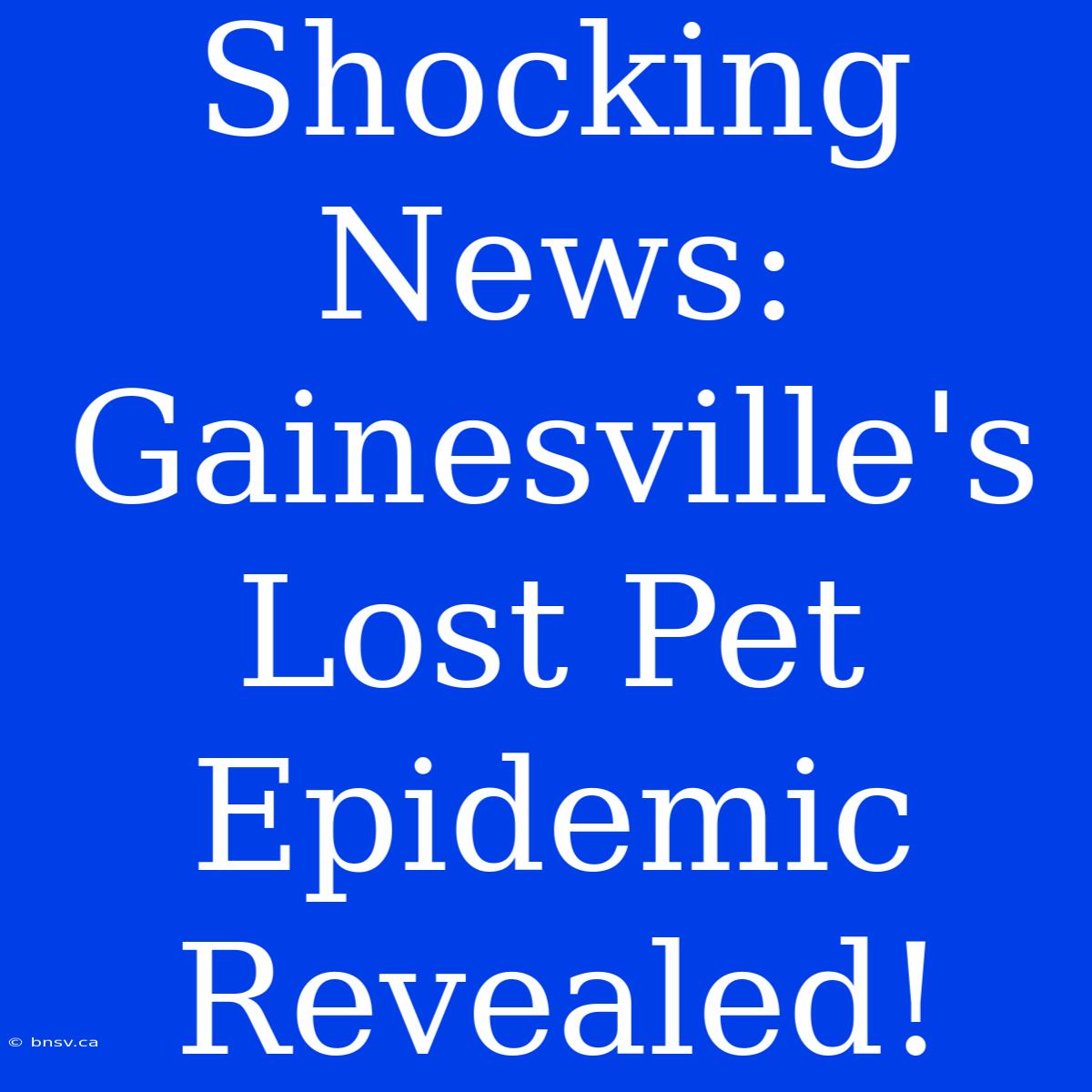 Shocking News: Gainesville's Lost Pet Epidemic Revealed!