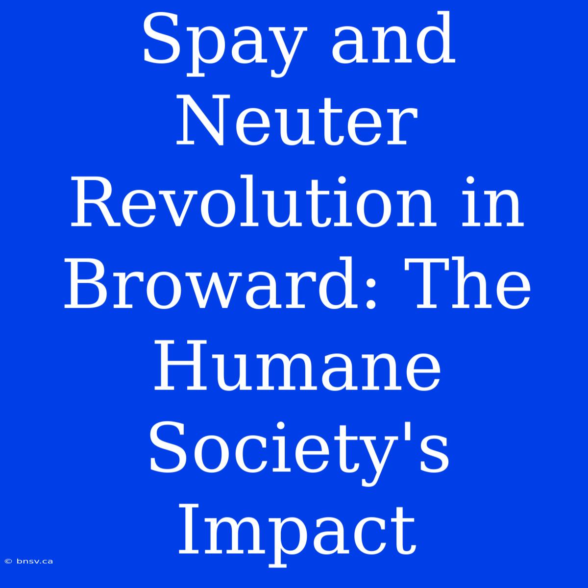 Spay And Neuter Revolution In Broward: The Humane Society's Impact