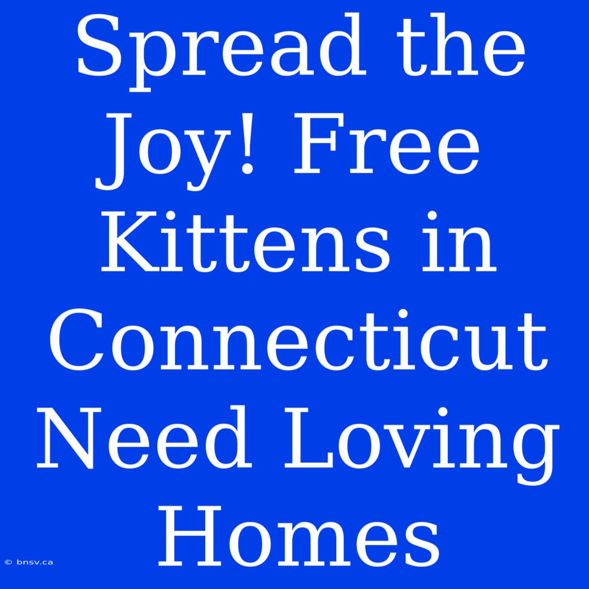 Spread The Joy! Free Kittens In Connecticut Need Loving Homes