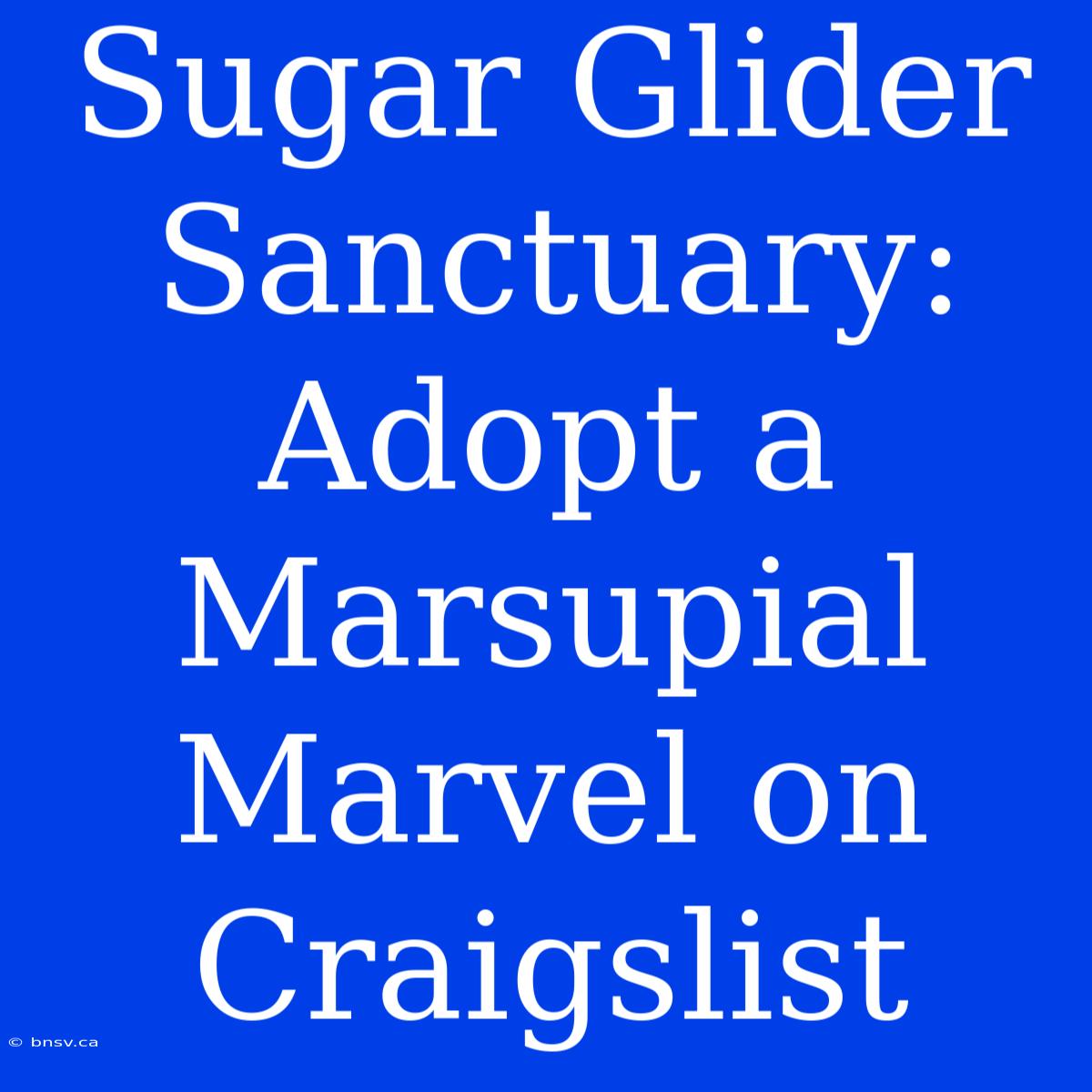 Sugar Glider Sanctuary: Adopt A Marsupial Marvel On Craigslist