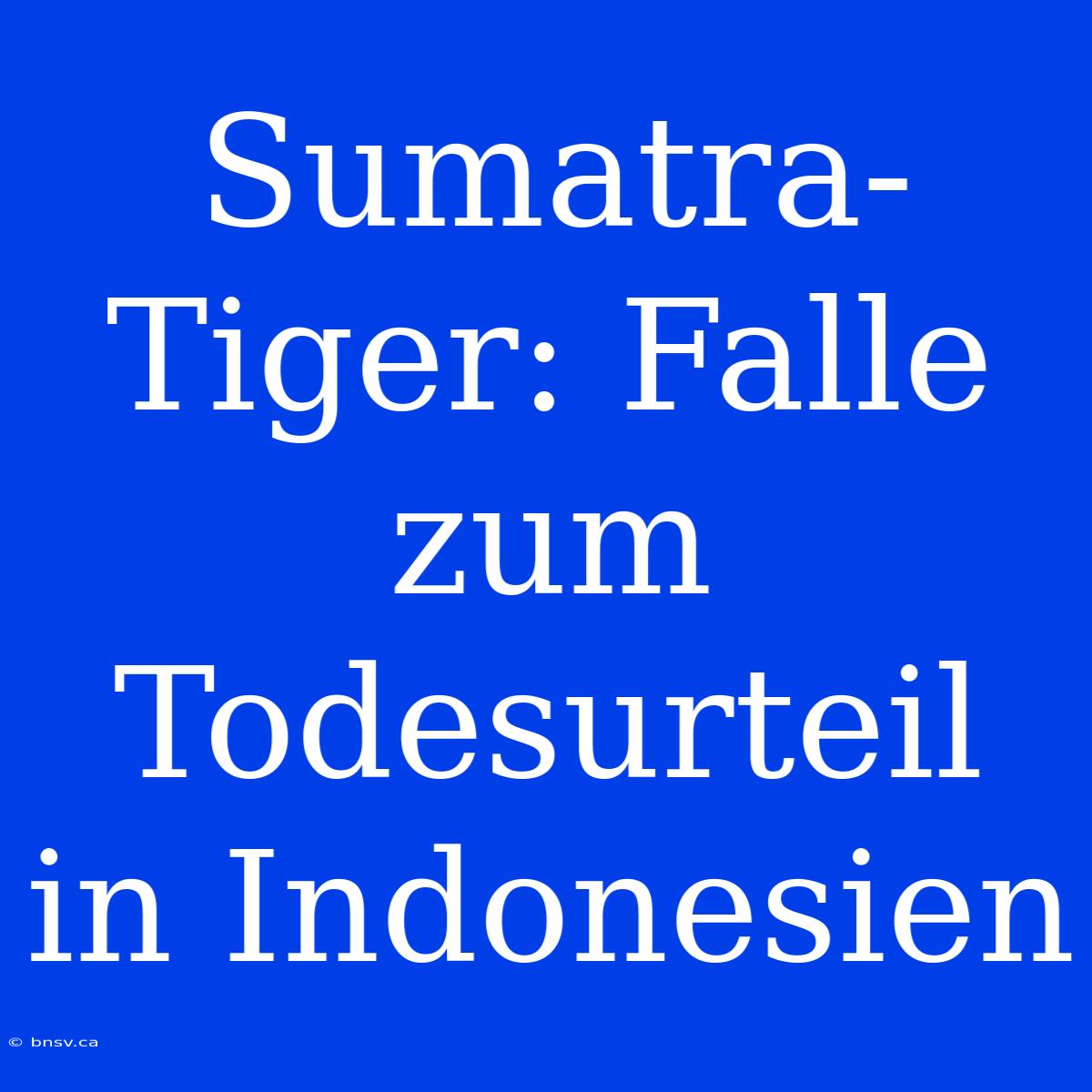 Sumatra-Tiger: Falle Zum Todesurteil In Indonesien