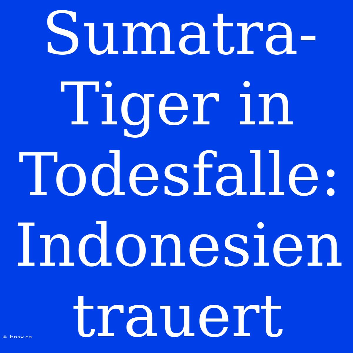 Sumatra-Tiger In Todesfalle: Indonesien Trauert